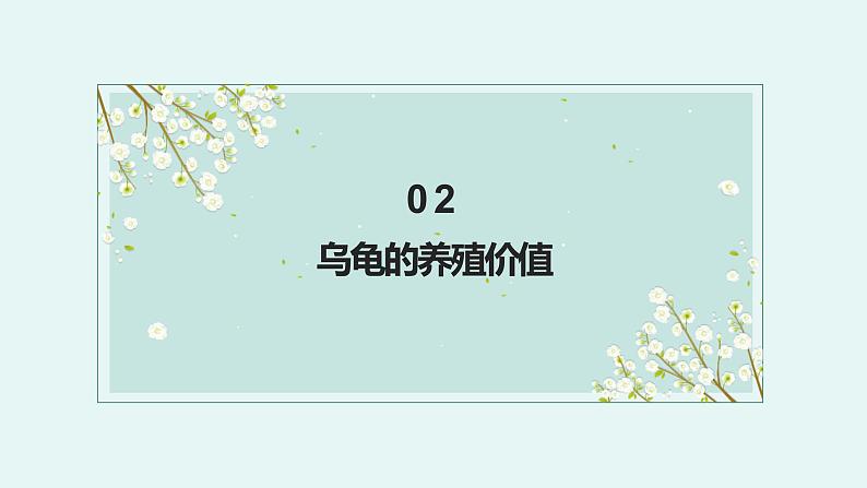 粤教版小学四年级劳动 养乌龟 课件05