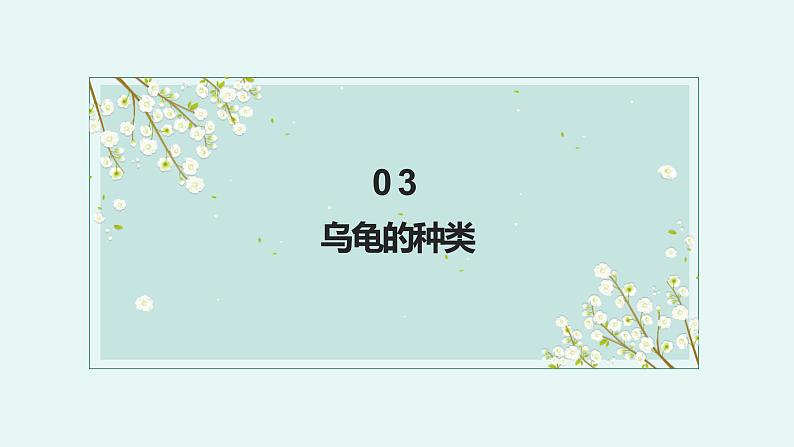 粤教版小学四年级劳动 养乌龟 课件07