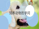 粤教版小学四年级劳动 饲养动物的学问 课件