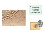 小学劳动教育 四年级 活动五《我家厨房大变身》 课件