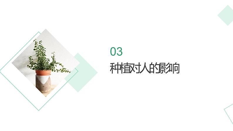 北师大版小学劳动二年级上册 活动10豆芽种植我在行 课件08