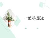 北师大版小学劳动二年级上册 活动11一起来种太阳花 课件