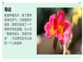 北师大版小学劳动二年级上册 活动11一起来种太阳花 课件