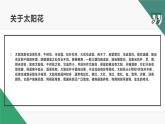 北师大版小学劳动二年级上册 活动11一起来种太阳花 课件