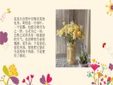 鄂教版小学六年级劳动同步课件第五课艺术插花有讲究