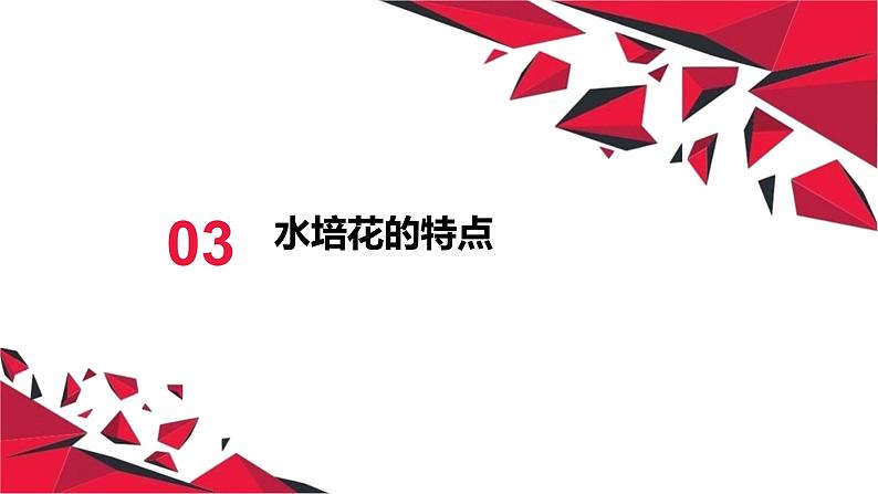 湘教版高年级第二单元第7课水培花课件PPT第8页