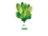 浙教版小学二年级劳动同步课件任务三班级植物我养护
