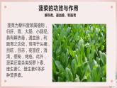 人教版小学四年级劳动同步课件九无公害菠菜我能种