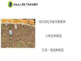 浙教版三年级劳动下册项目四任务一规划种植园课件+素材