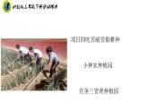 浙教版三年级劳动下册项目四任务三管理种植园课件+素材