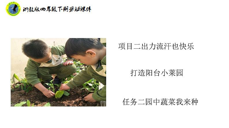 浙教版四年级下册劳动项目二任务二园中蔬菜我来种课件+素材02