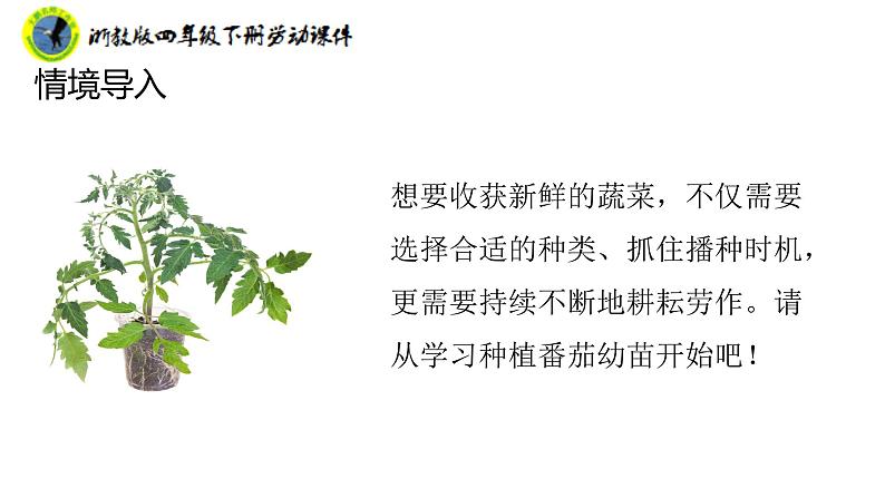 浙教版四年级下册劳动项目二任务二园中蔬菜我来种课件+素材07