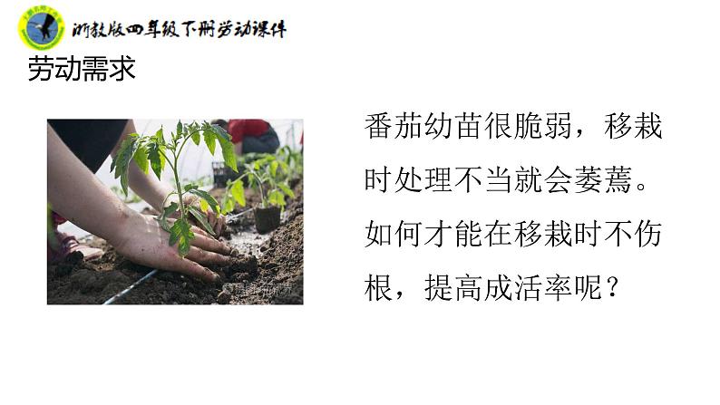 浙教版四年级下册劳动项目二任务二园中蔬菜我来种课件+素材08
