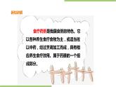 3.12《煮饭、煮粥》课件+教案
