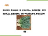 2.6《盆栽香葱》课件+教案