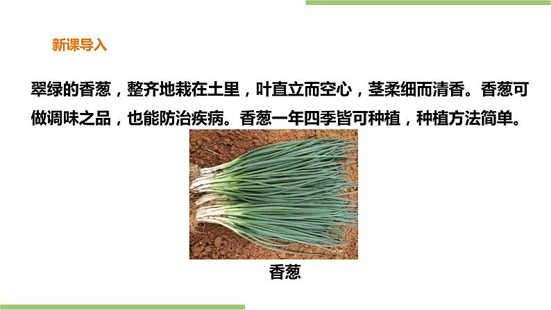 2.6《盆栽香葱》课件+教案03