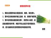2.6《盆栽香葱》课件+教案