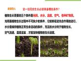 2.7《水培花》课件+教案