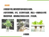 2.7《水培花》课件+教案