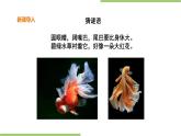 2.8《金鱼饲养》课件+教案