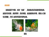 2.8《金鱼饲养》课件+教案