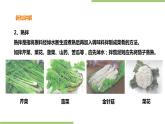 3.9《凉拌菜》课件+教案