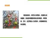 4.15《彩粽香包》课件+教案