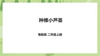 劳技二年级劳动主题  种棵小芦荟获奖ppt课件