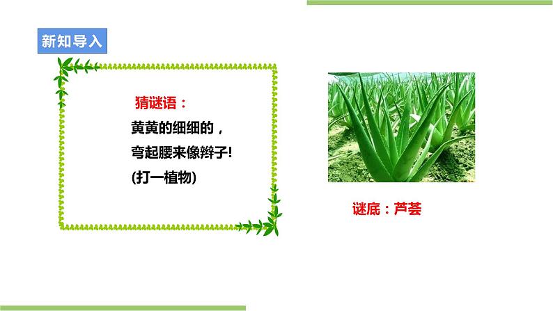 【粤教版】二年级全册《劳动与技术》第四单元 《 种棵小芦荟》课件第3页