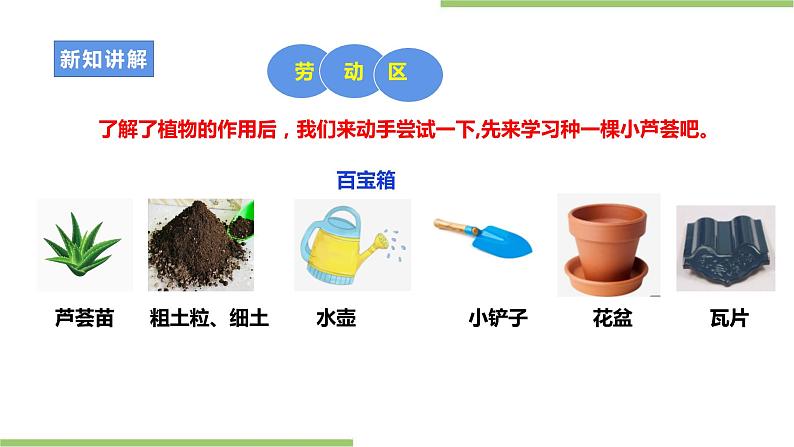 【粤教版】二年级全册《劳动与技术》第四单元 《 种棵小芦荟》课件第8页