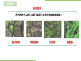 任务三《管理种植园》课件+教案