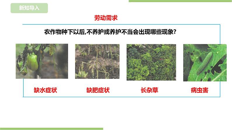 任务三《管理种植园》课件+教案03