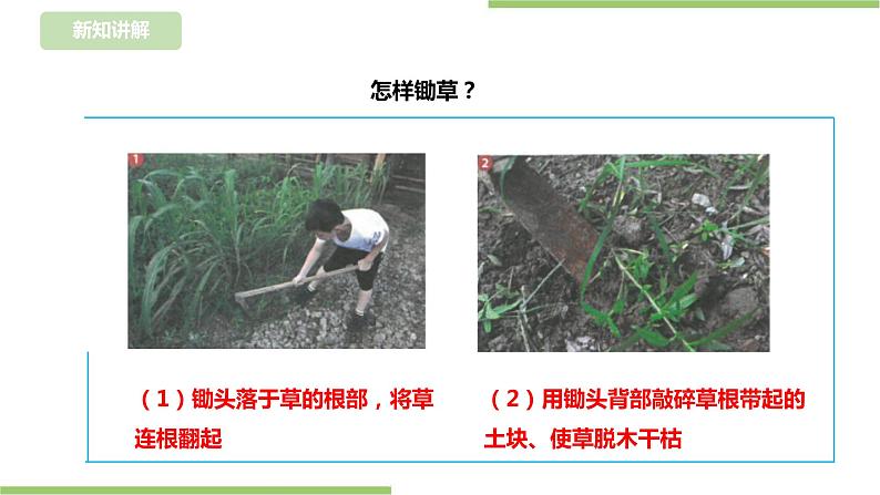 【浙教版】三年级下册《劳动》项目四 任务三《管理种植园》课件第6页