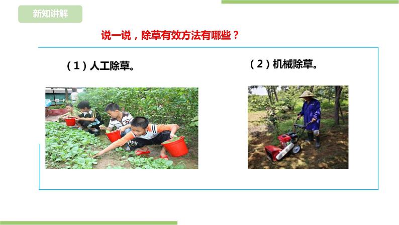 【浙教版】三年级下册《劳动》项目四 任务三《管理种植园》课件第8页