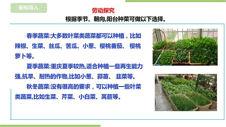 【浙教版】四年级下册《劳动》项目二 任务一 《小小菜园我规划》  课件第5页