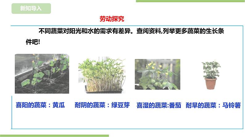 【浙教版】四年级下册《劳动》项目二 任务一 《小小菜园我规划》  课件第6页