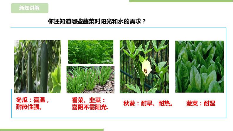 【浙教版】四年级下册《劳动》项目二 任务一 《小小菜园我规划》  课件第7页