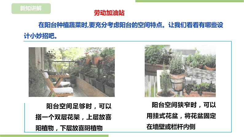 【浙教版】四年级下册《劳动》项目二 任务一 《小小菜园我规划》  课件第8页