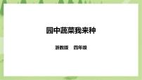 小学劳技浙教版四年级下册任务二   园中蔬菜我来种评优课ppt课件