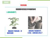 任务二《园中蔬菜我来种》课件+教案