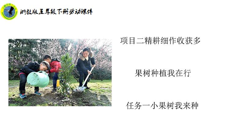 浙教版五年级下册劳动项目二任务一小果树我来种课件+素材02