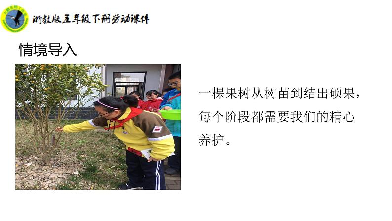 浙教版五年级下册劳动项目二任务一小果树我来种课件+素材08