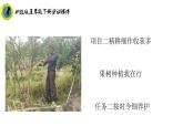 浙教版五年级下册劳动项目二任务二按时令细养护课件+素材