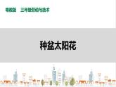 【粤教版】三年级全一册《劳动与技术》第四单元  活动1《种盆太阳花》教案+课件