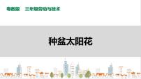 粤教版三年级活动1  种盆太阳花完整版ppt课件