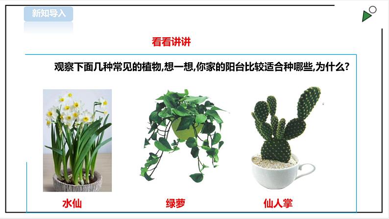 【粤教版】三年级全一册《劳动与技术》第四单元  活动1《种盆太阳花》教案+课件03