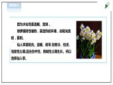 【粤教版】三年级全一册《劳动与技术》第四单元  活动1《种盆太阳花》教案+课件