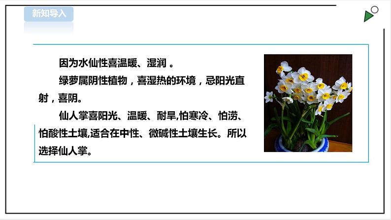 【粤教版】三年级全一册《劳动与技术》第四单元  活动1《种盆太阳花》教案+课件04