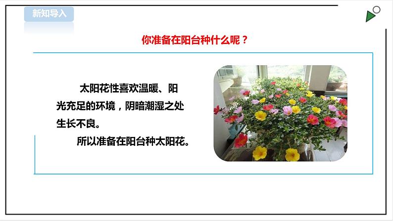 【粤教版】三年级全一册《劳动与技术》第四单元  活动1《种盆太阳花》教案+课件05