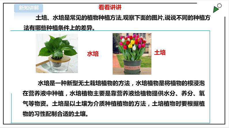 三年级全一册《劳动与技术》第四单元  活动2《盆花养护有学问》课件第3页